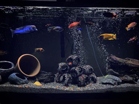 cichlid fish|Cichlid Care Guide: Tank Setup, Breeding & Species Tips .
